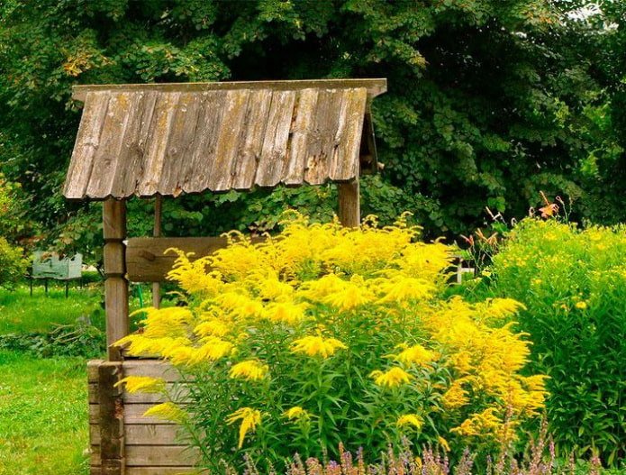 goldenrod