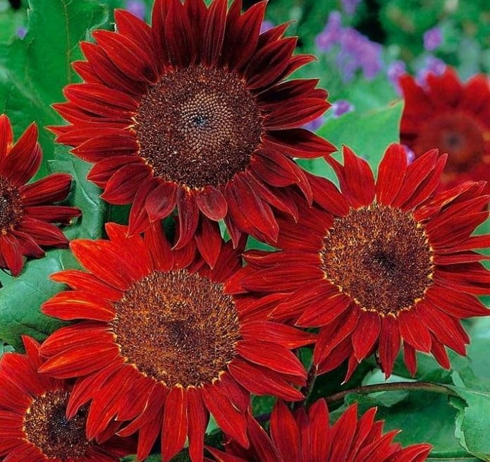 tournesols