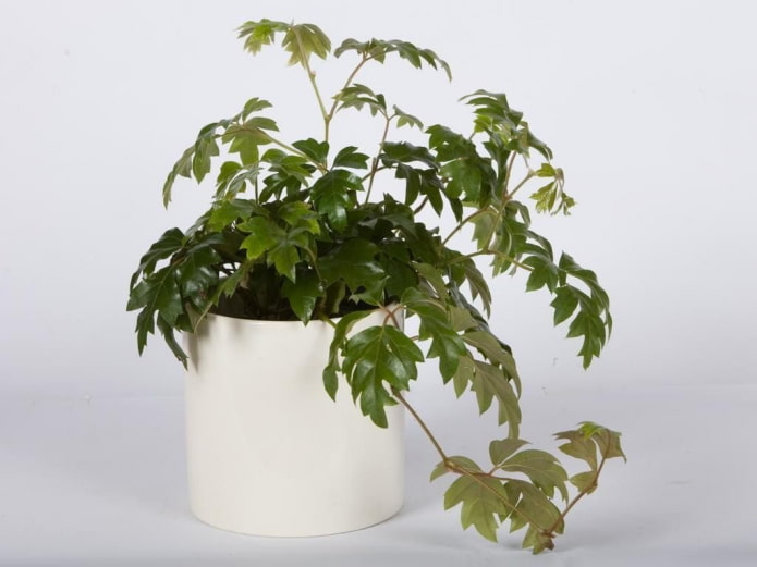 Cissus 