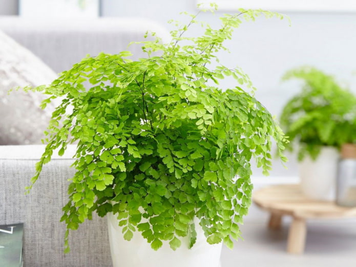 Adiantum