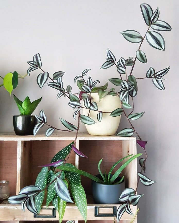 Tradescantia sur le meuble