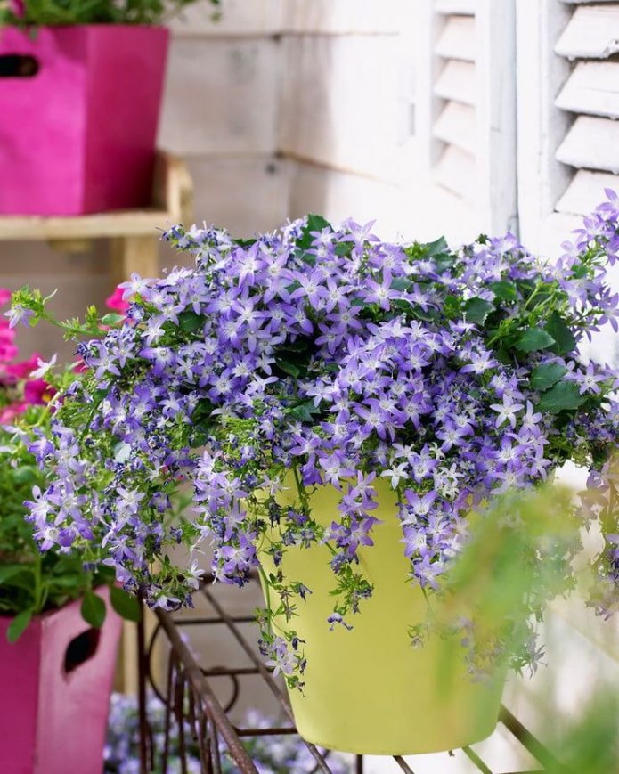 Campanula purpurea
