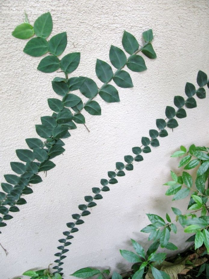 Rhaphidophora stalked