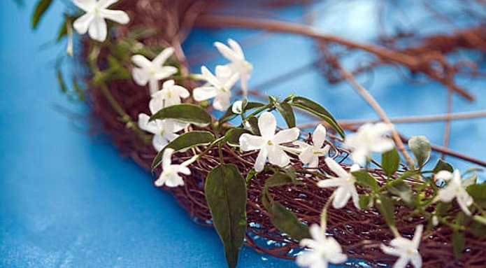 Jasmin 