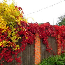 19 plantes grimpantes pour une clôture-1