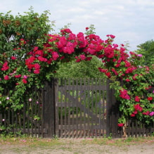 19 plantes grimpantes pour une clôture-2