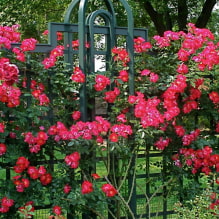 19 plantes grimpantes pour une clôture-3