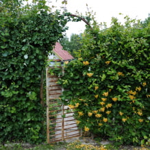 19 plantes grimpantes pour une clôture-4