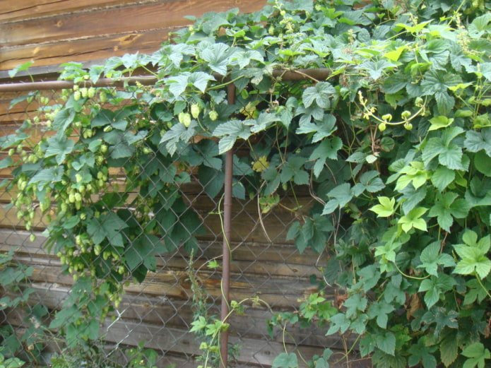 houblon sur une clôture grillagée