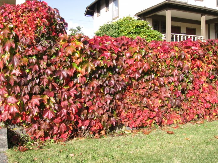 Raisins ornementaux dans le jardin