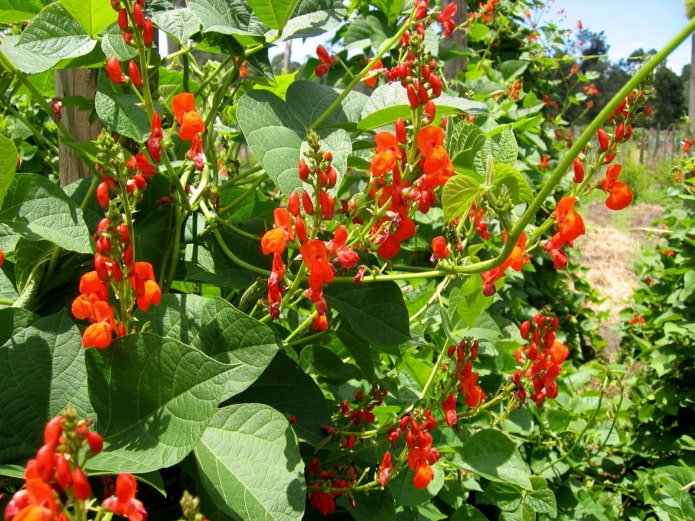 Floraison des haricots d'ornement