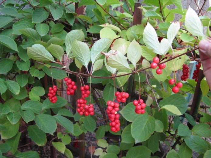 baies de schisandra