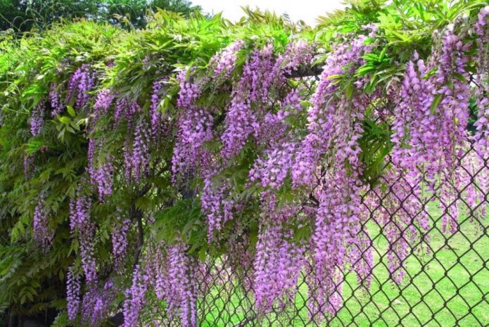 glycine sur une clôture