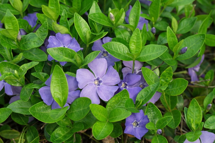 fleurs de pervenche