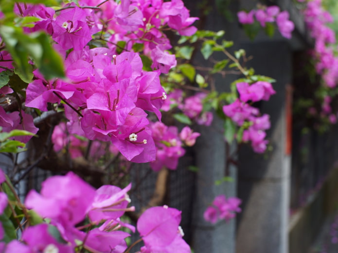 comment colorer un bougainvillier