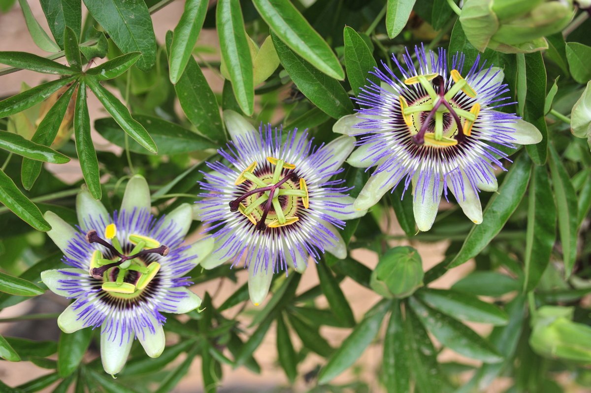 passionflower