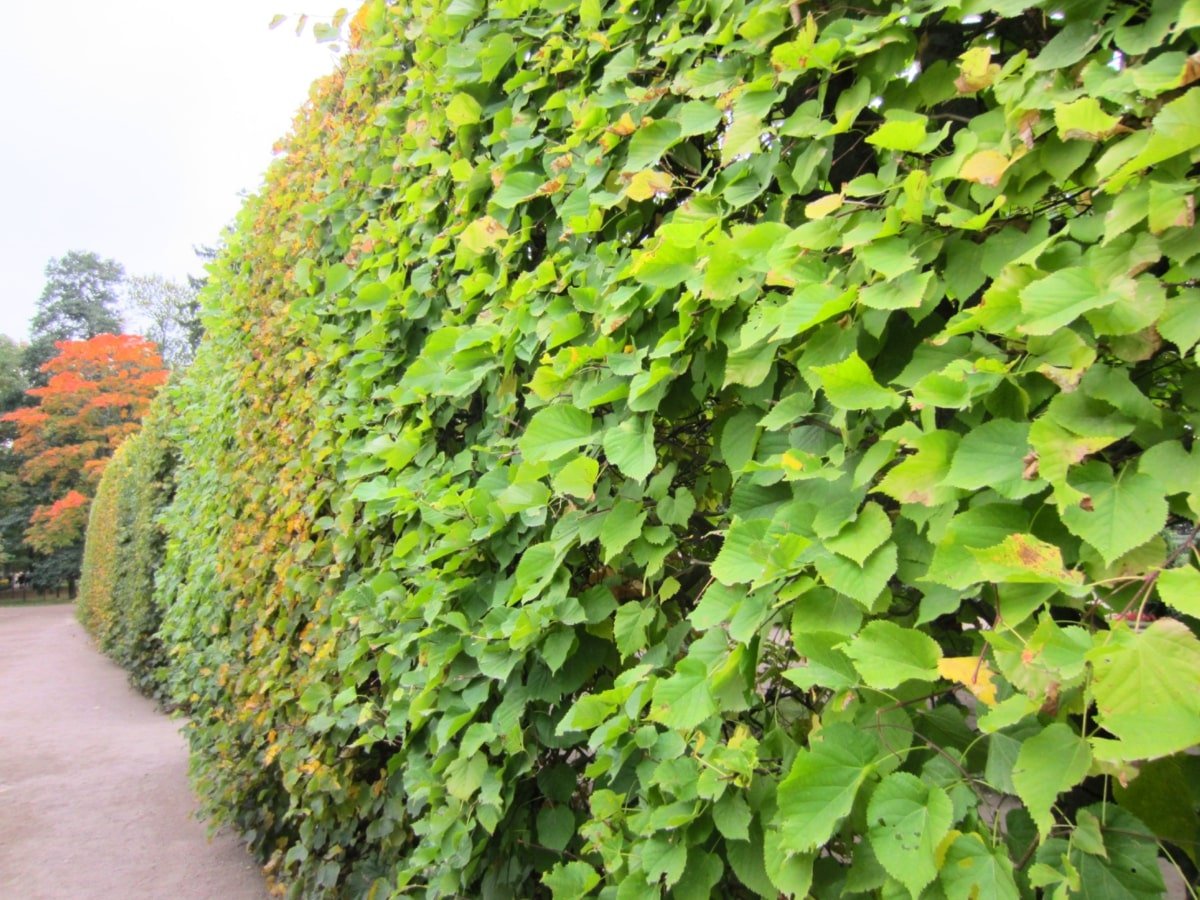 actinidia