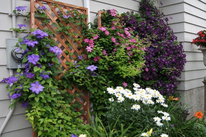 clematis