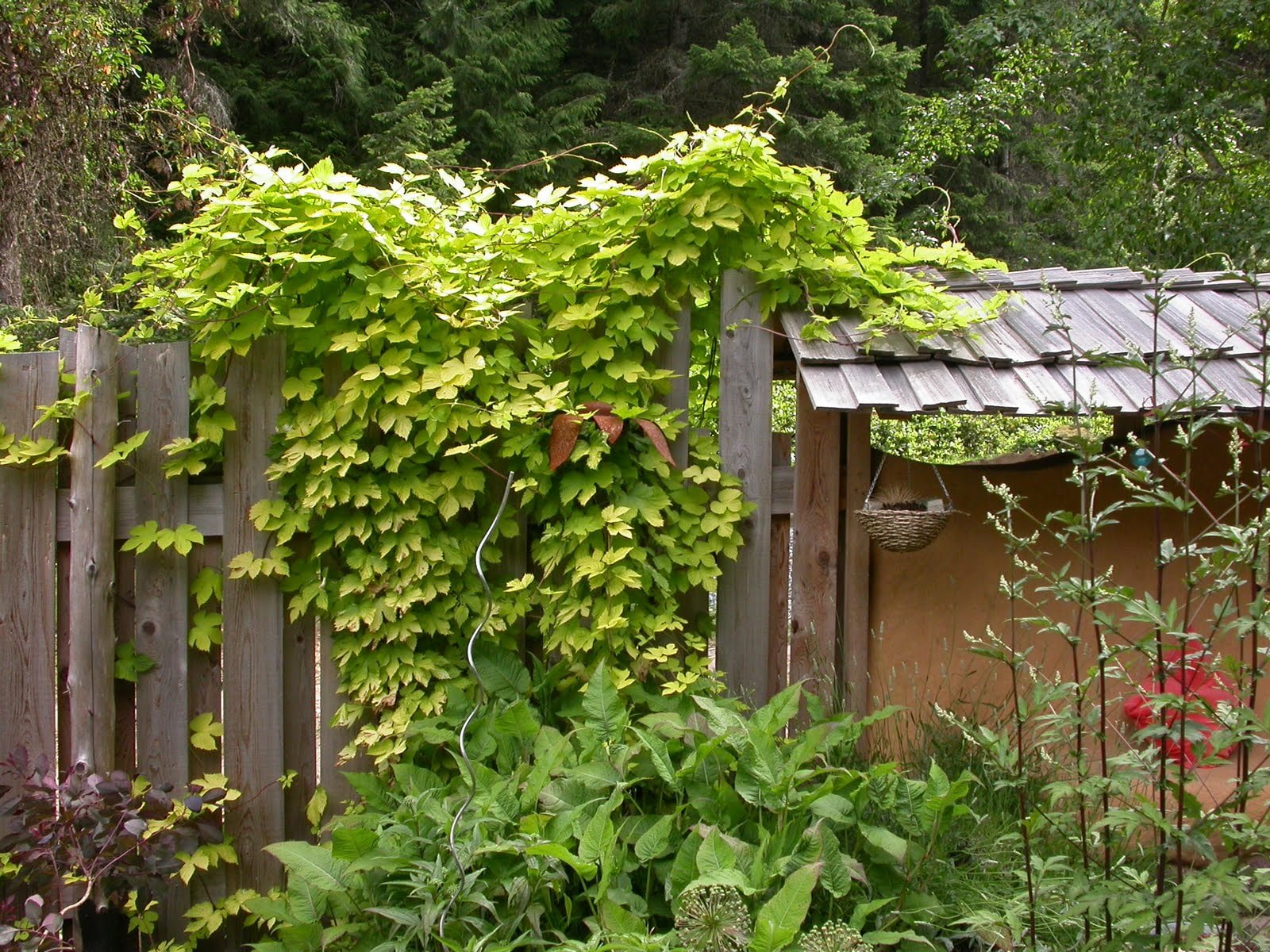 houblon