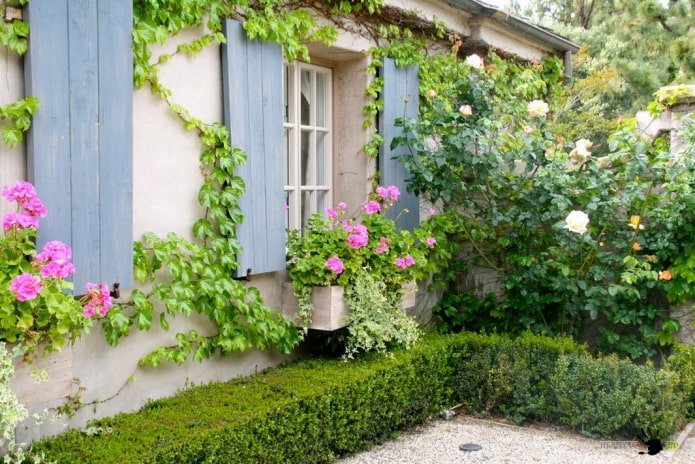 Choisir les meilleures variétés de plantes grimpantes pour la datcha