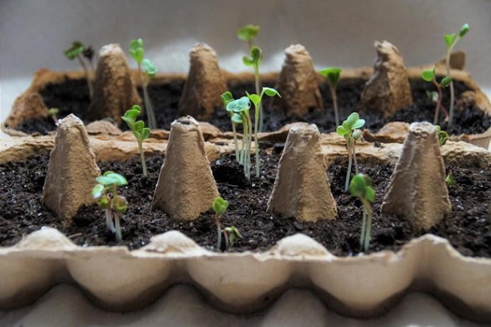 seedlings