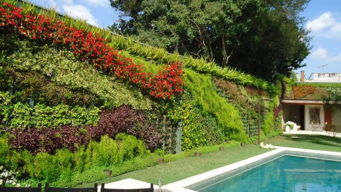 jardin vertical entre les parcelles