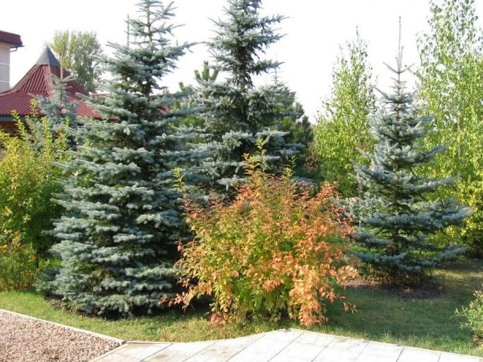 arbres et arbustes en bordure du terrain