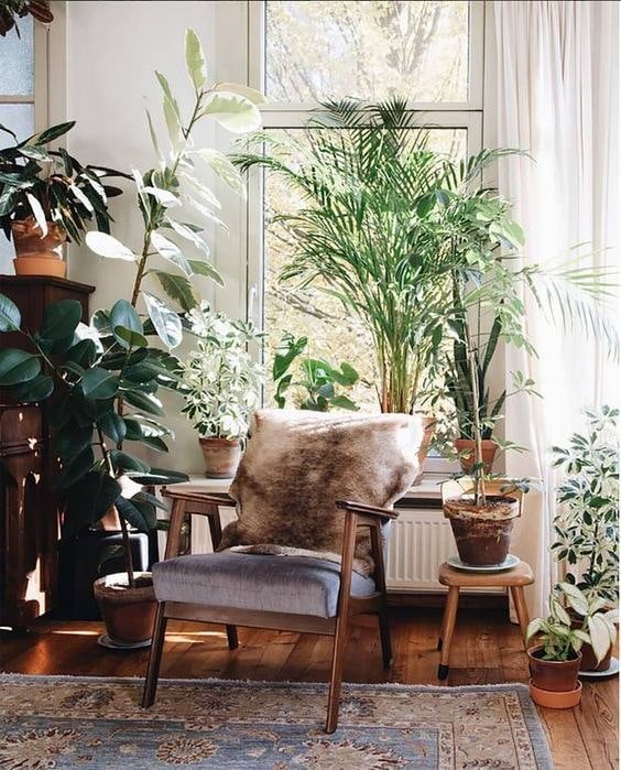 Rideaux et fleurs d'intérieur