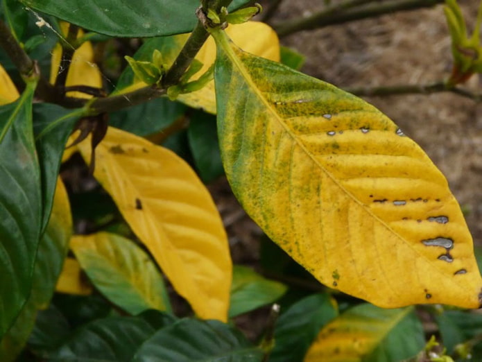 plante affectée par les tétranyques