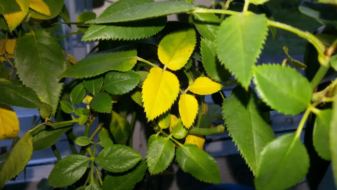 Les feuilles des rosiers d'intérieur jaunissent