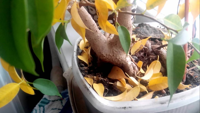 yellow leaves on a ficus