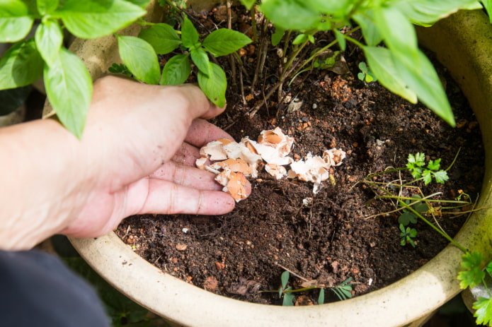 Comment nourrir les fleurs d'intérieur
