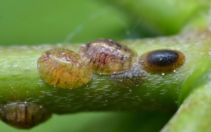 comment se débarrasser des cochenilles