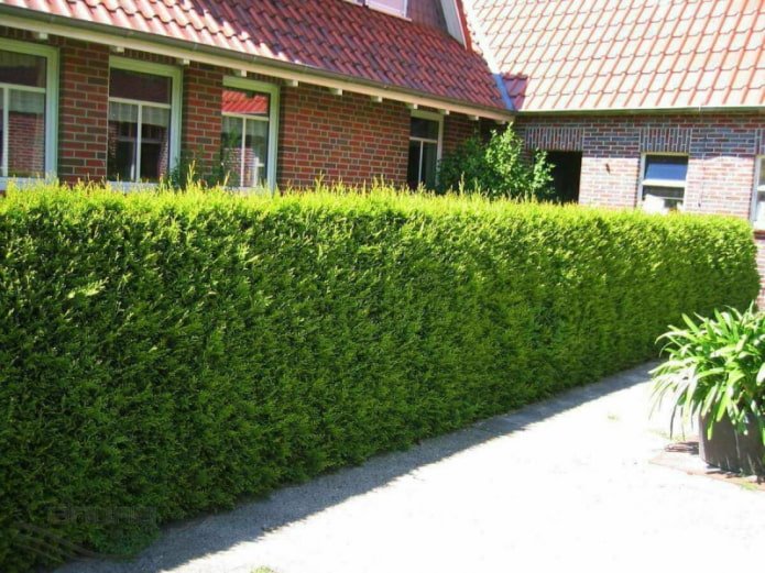 Haie de thuya variété Brabant