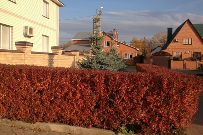 Haie de cotonéaster lucidus en automne