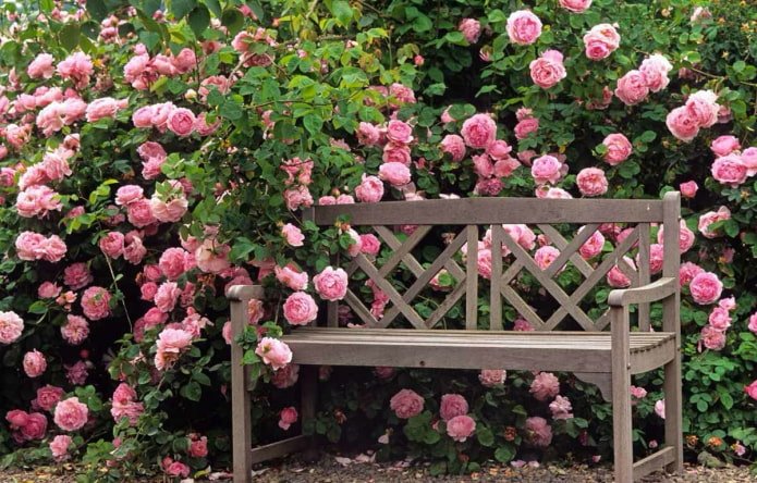Haie de rosiers dans le jardin