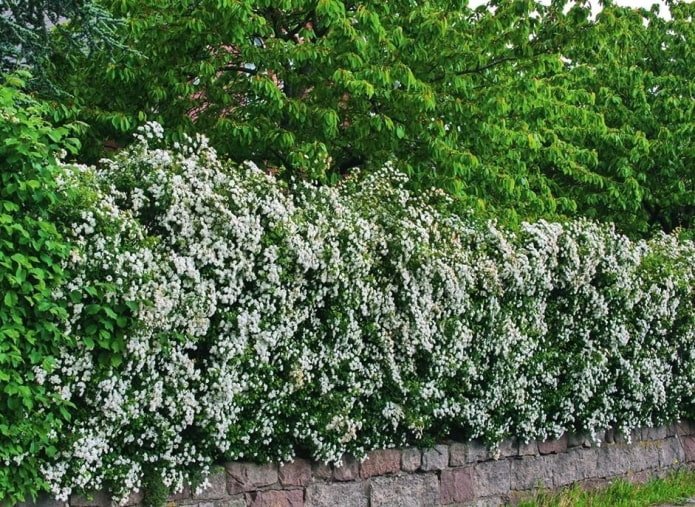 Haie d'aubépine rouge sang en fleurs