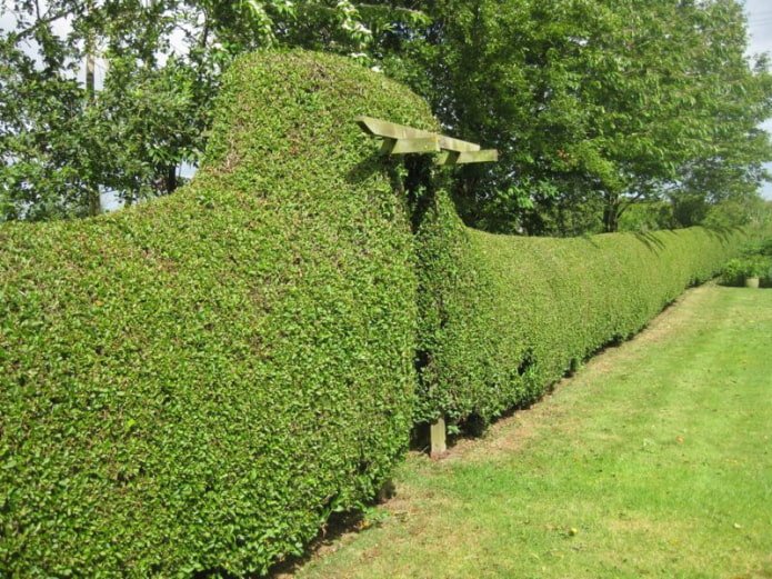 Haie de troènes avec une arche