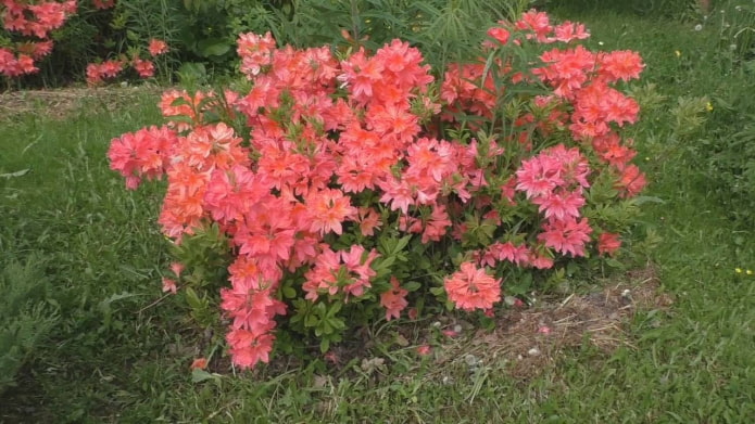 Rhododendron japonais