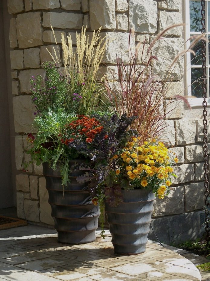Céréales en pots de fleurs