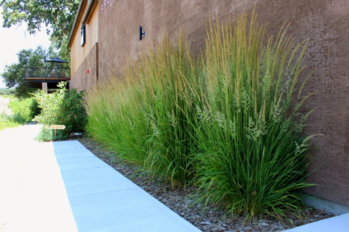 Grasses near the building