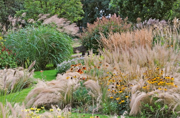 Céréales en parterre