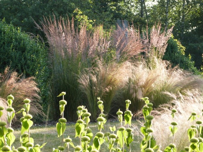 Céréales basses