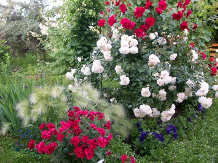 Céréales et rosiers