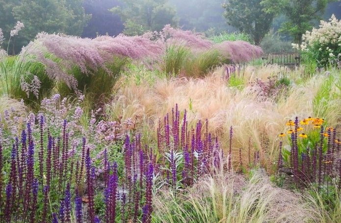 Prairie fleurie avec céréales